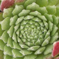 Sempervivum - Dachwurz - Hauswurz